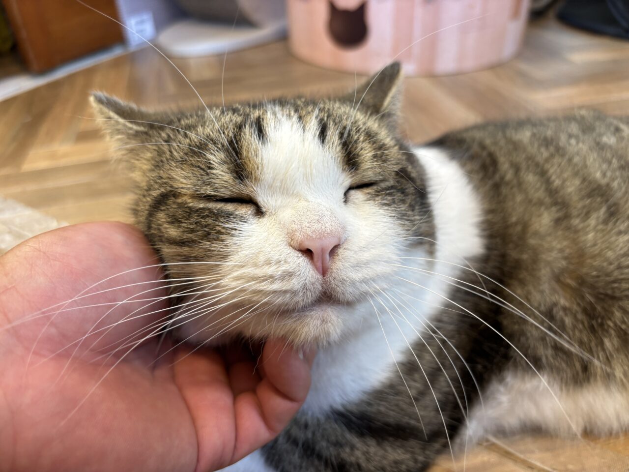 202602ふれあい譲渡会