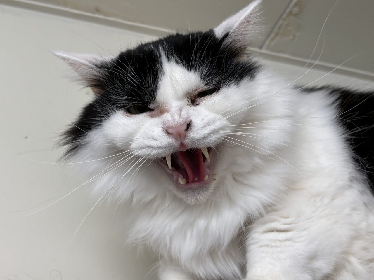 202602ふれあい譲渡会