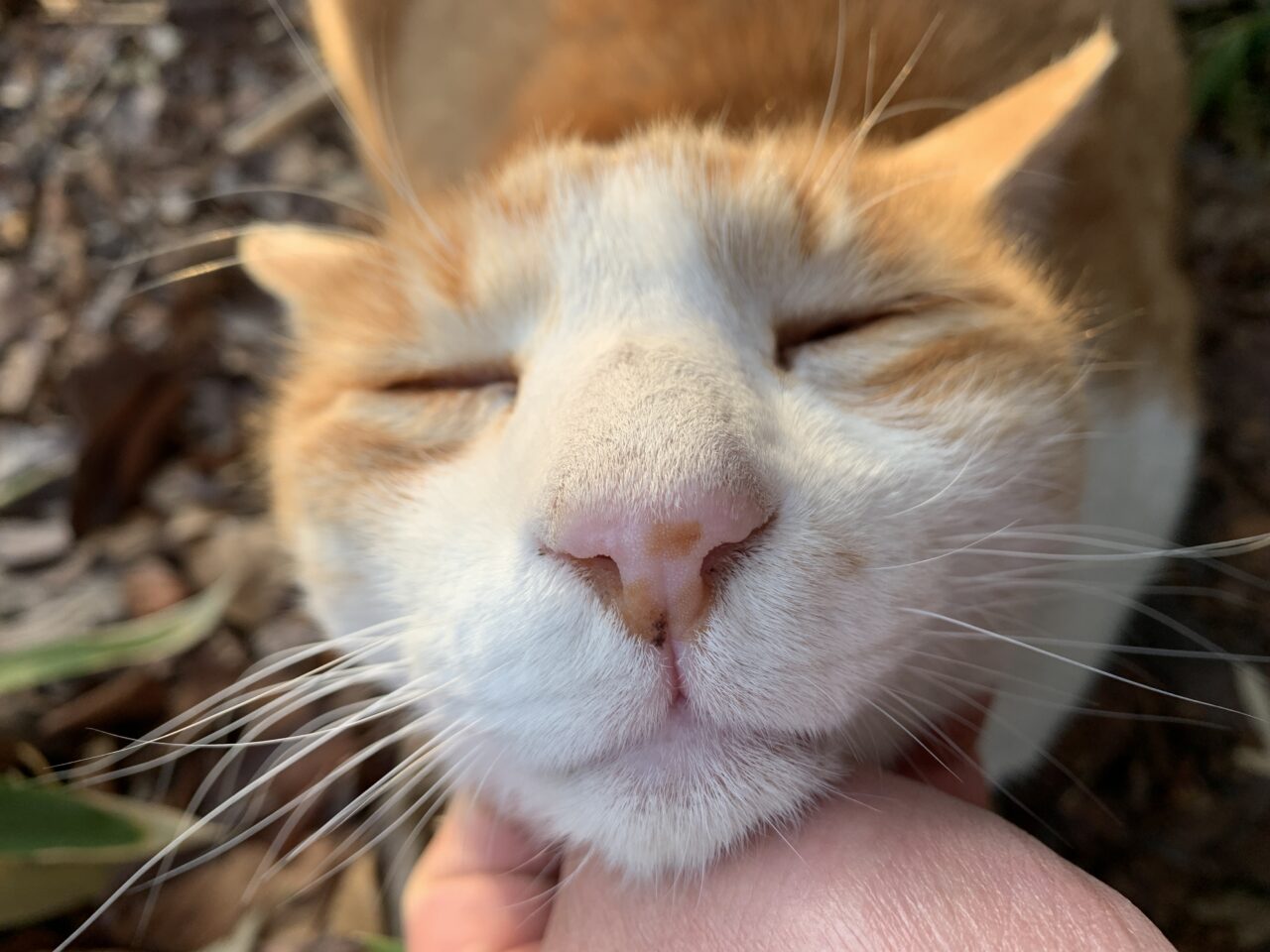 202601KIYOSE猫セミナー