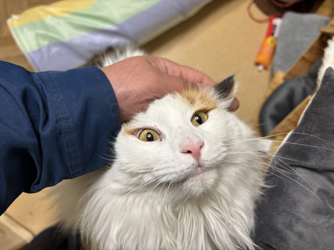 202603ふれあい譲渡会