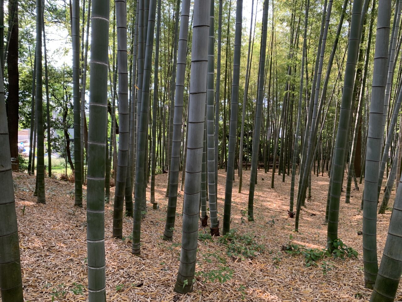 202603竹林公園たけのこ掘り