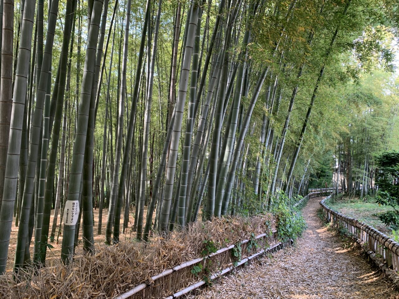 202603竹林公園たけのこ掘り