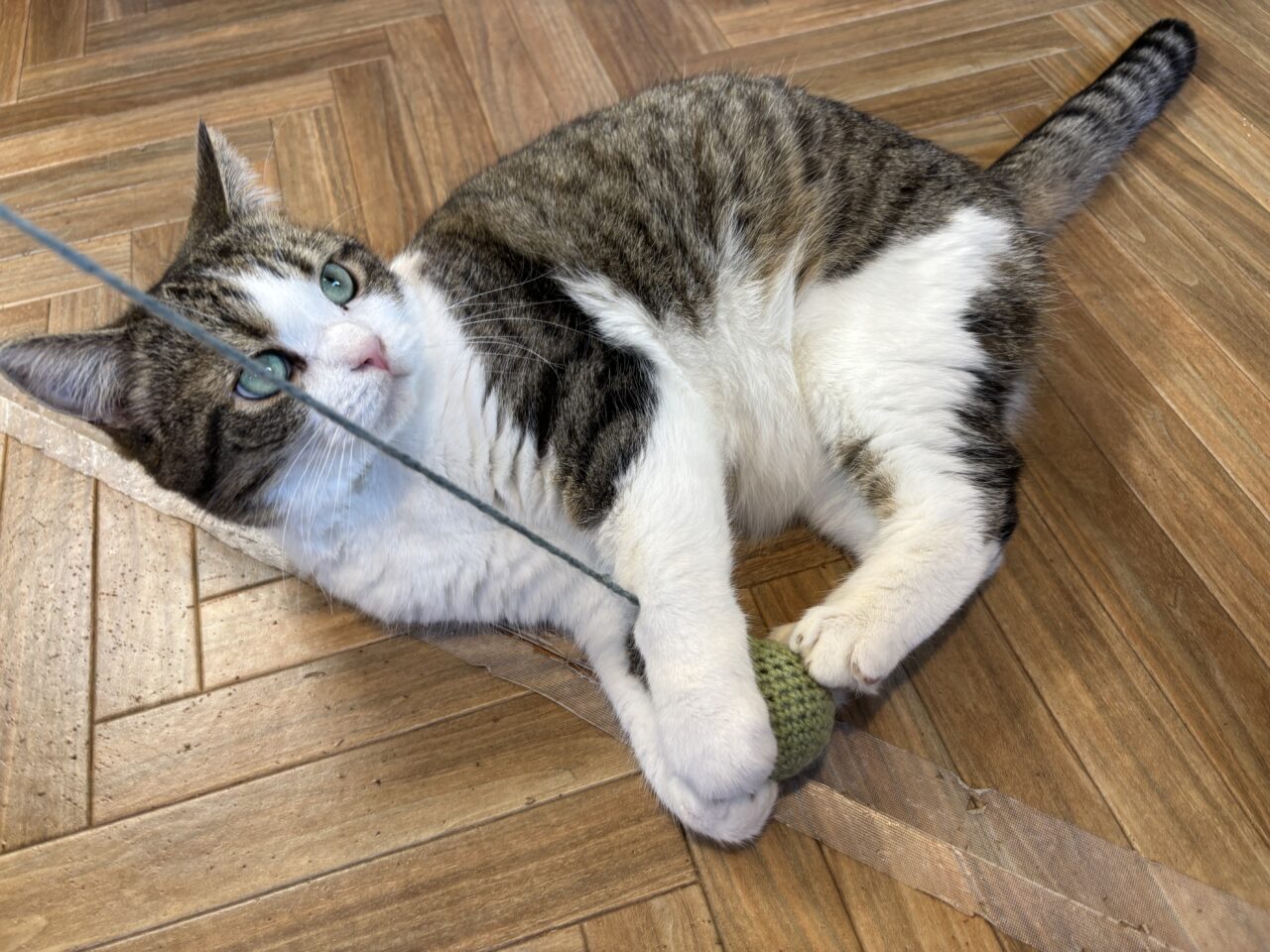 202604ふれあい譲渡会