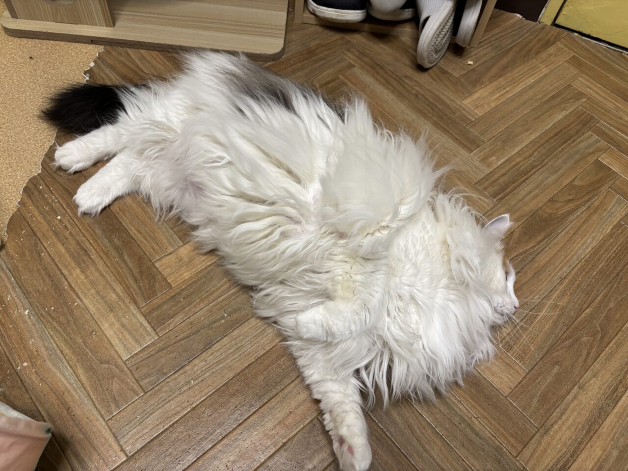 202604ふれあい譲渡会