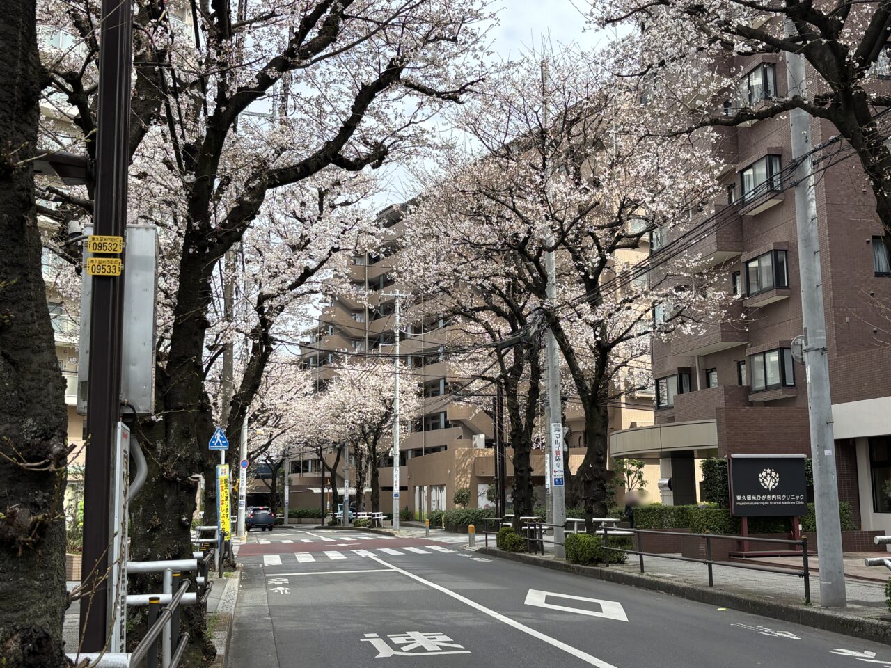 202603桜