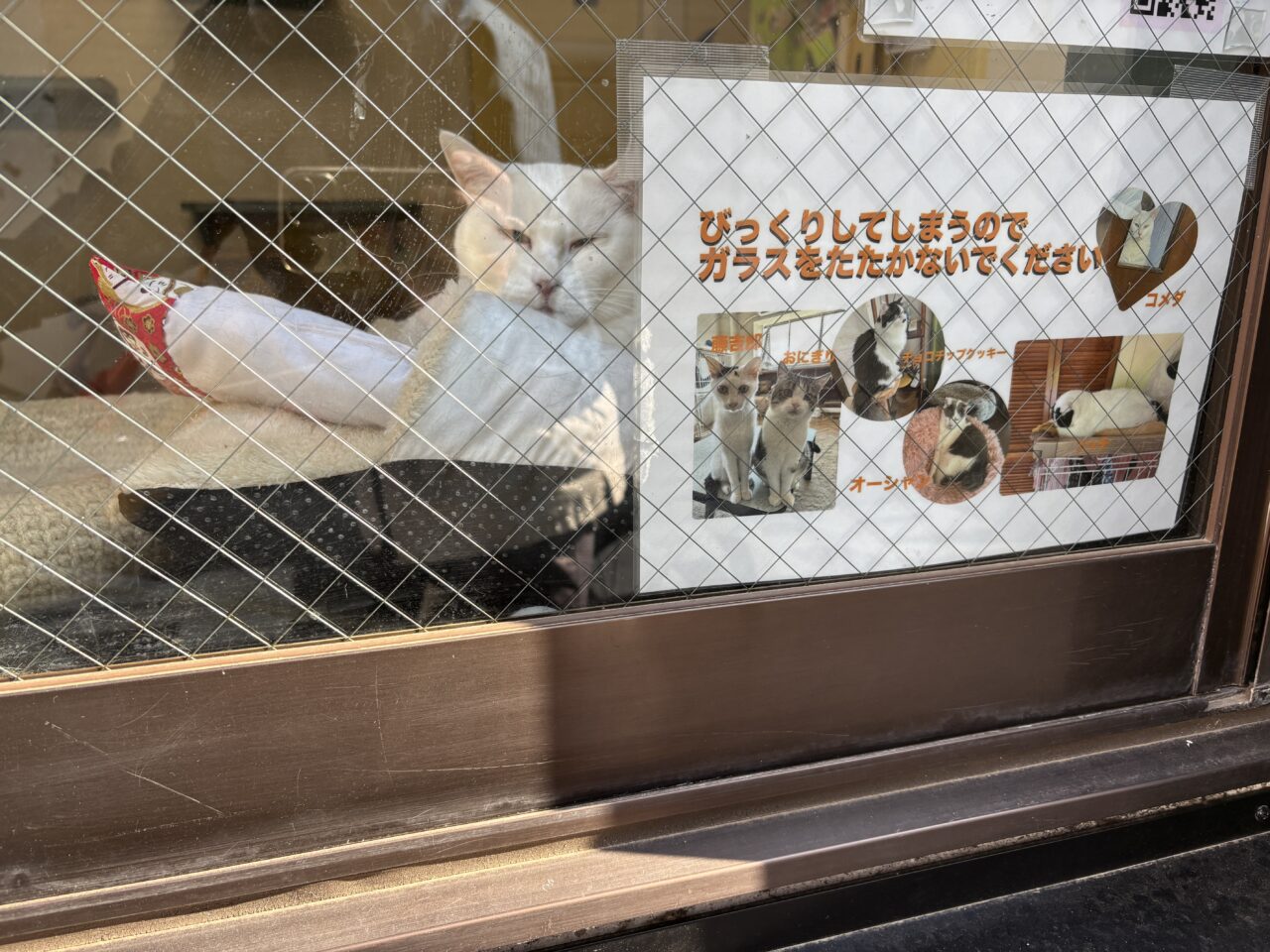 202604ふれあい譲渡会