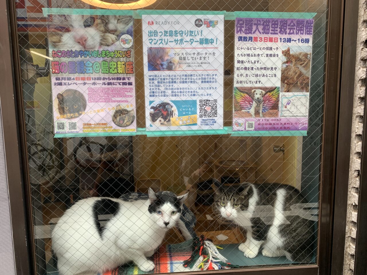 202606ふれあい譲渡会