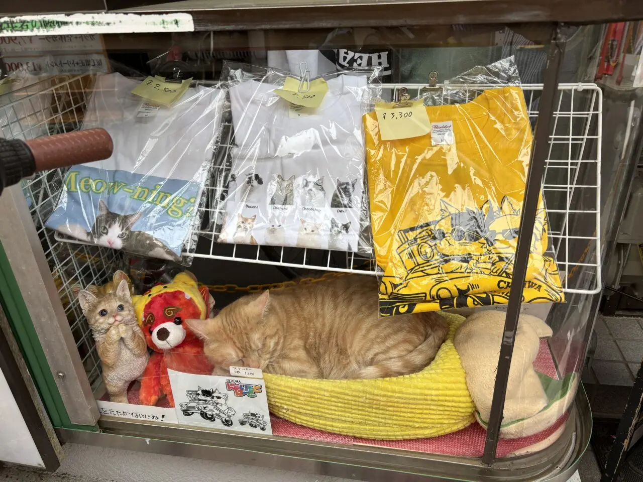 202606ふれあい譲渡会