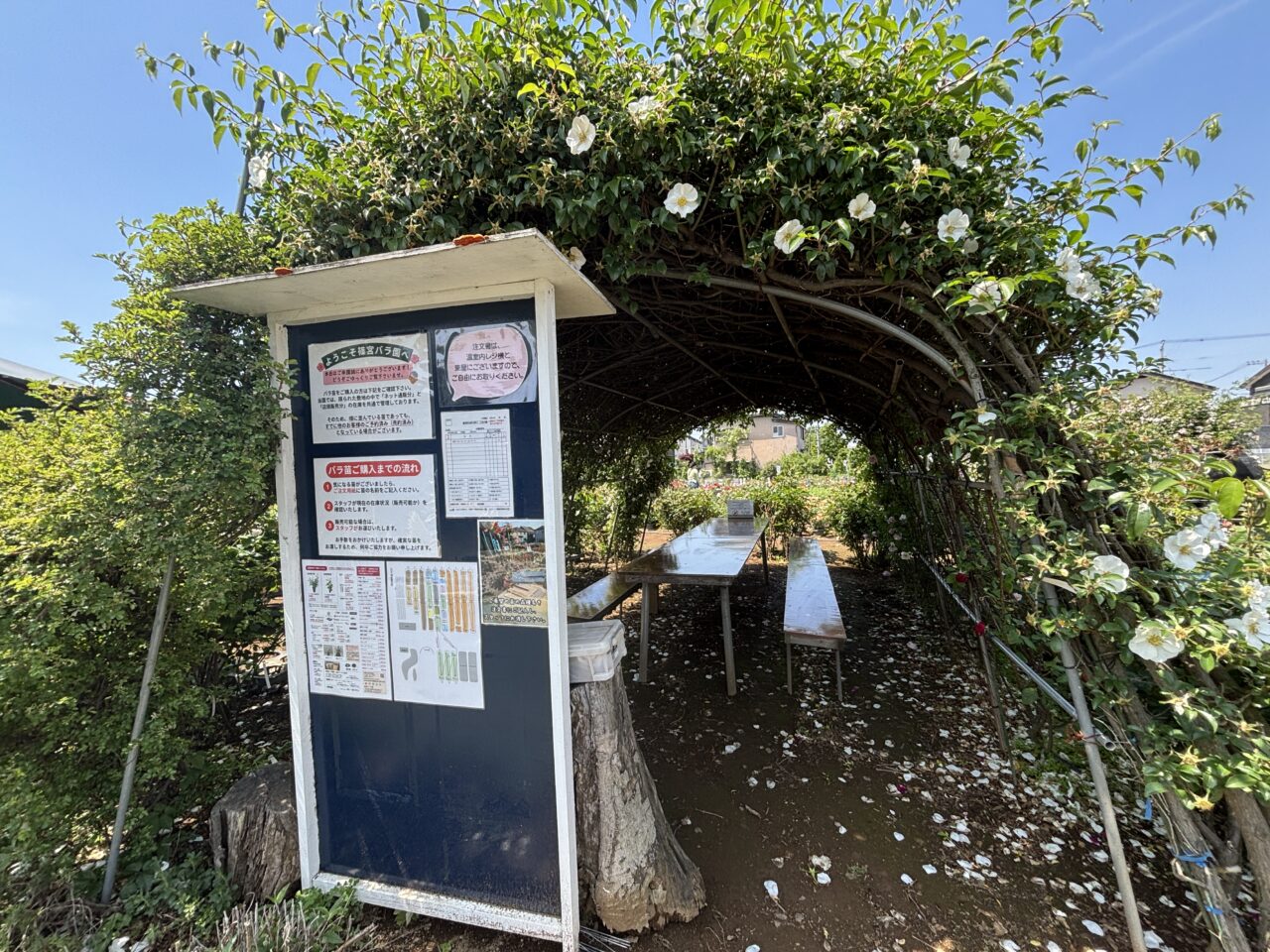 202605篠宮バラ園