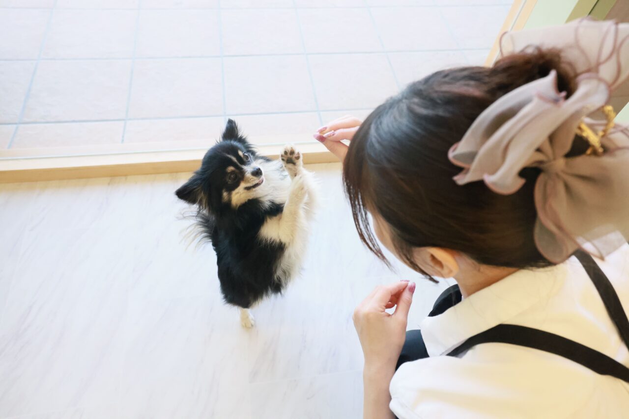 スキッピー　ペットホテル