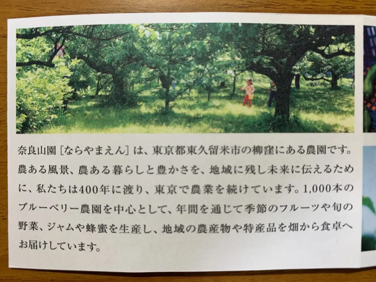202607ブルーベリー摘み取り