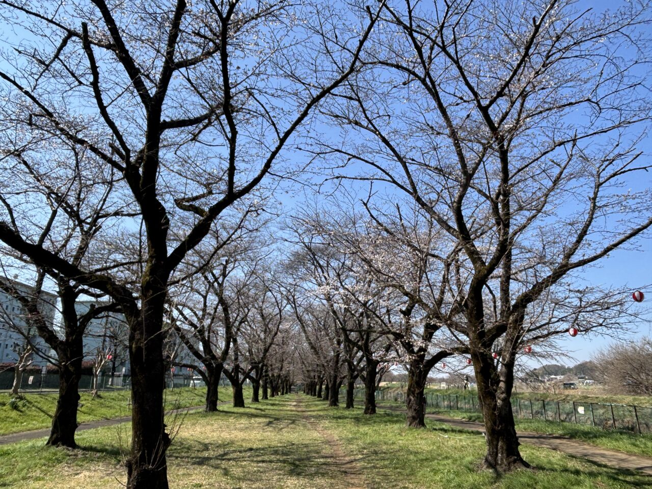 202607川まつり