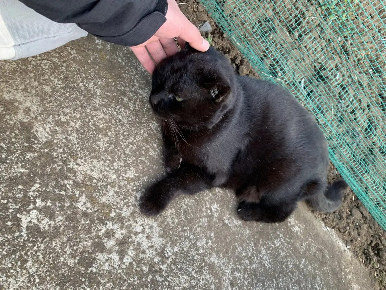 202610黒猫譲渡会