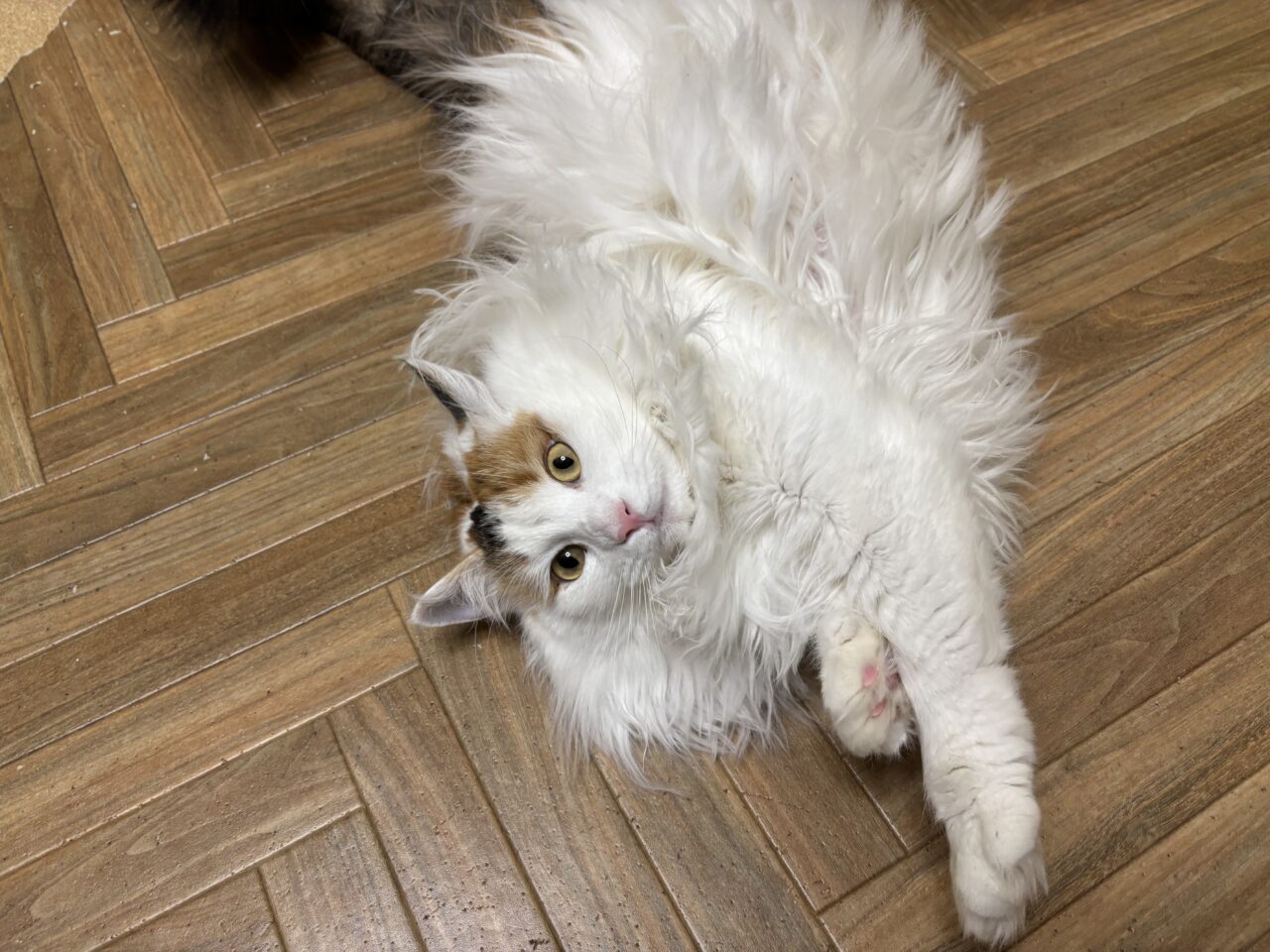 202610ふれあい譲渡会