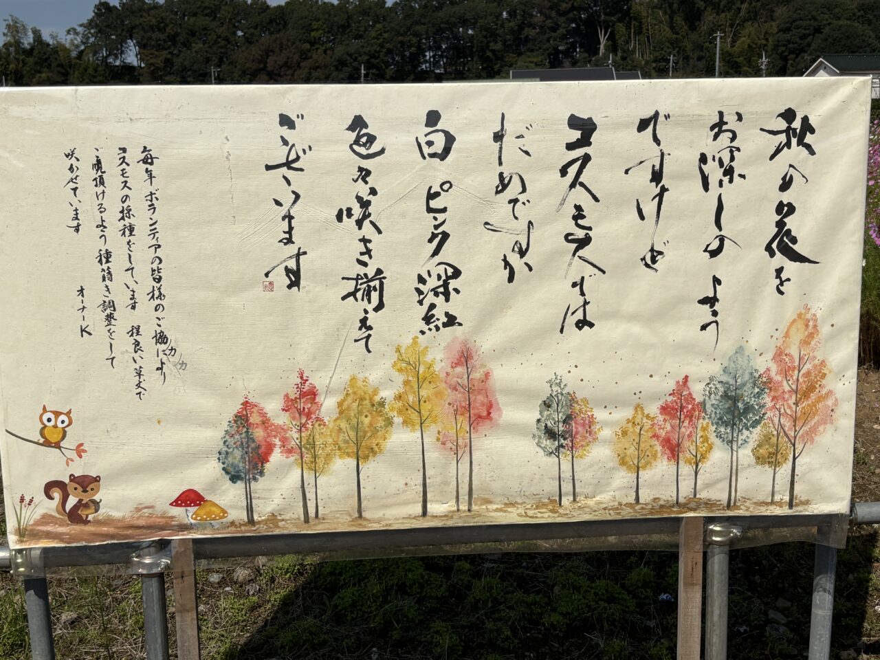 202610コスモス畑