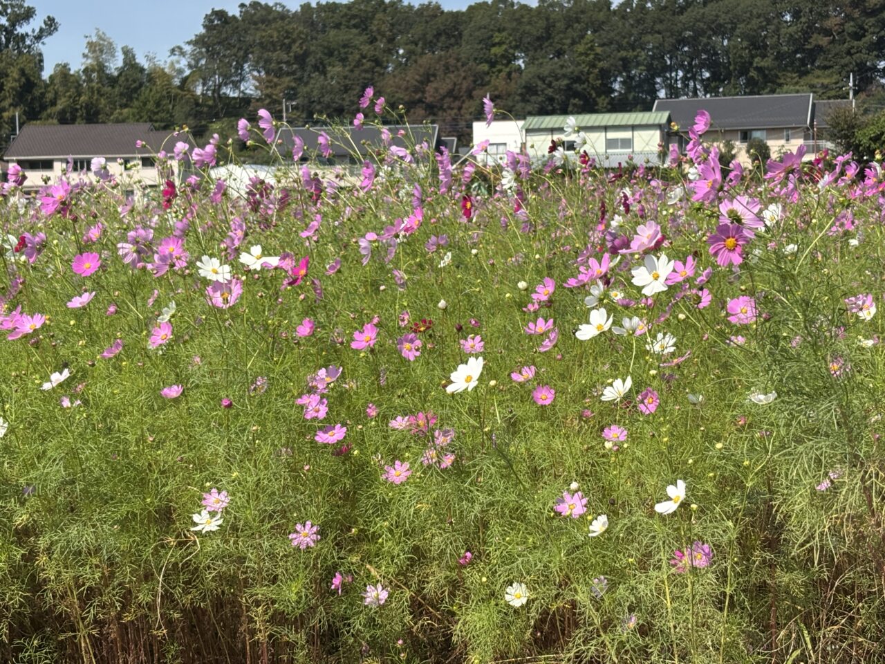 202610コスモス畑